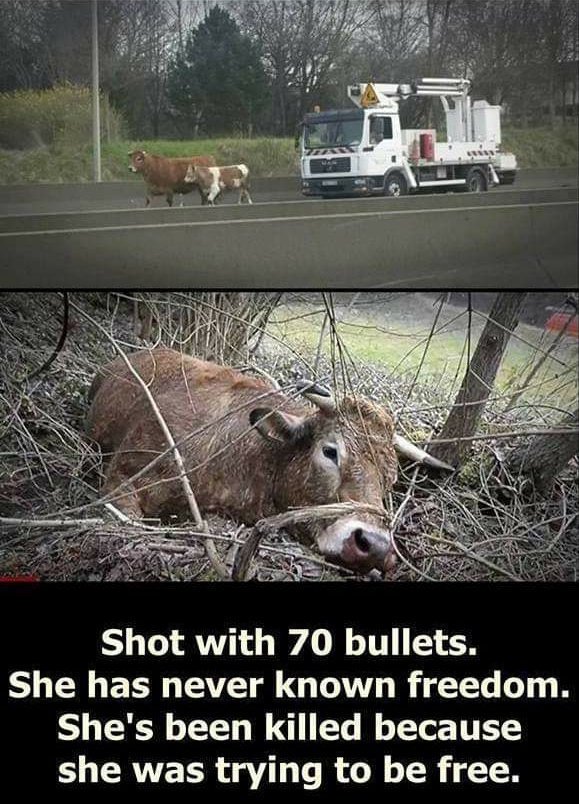 shot cow